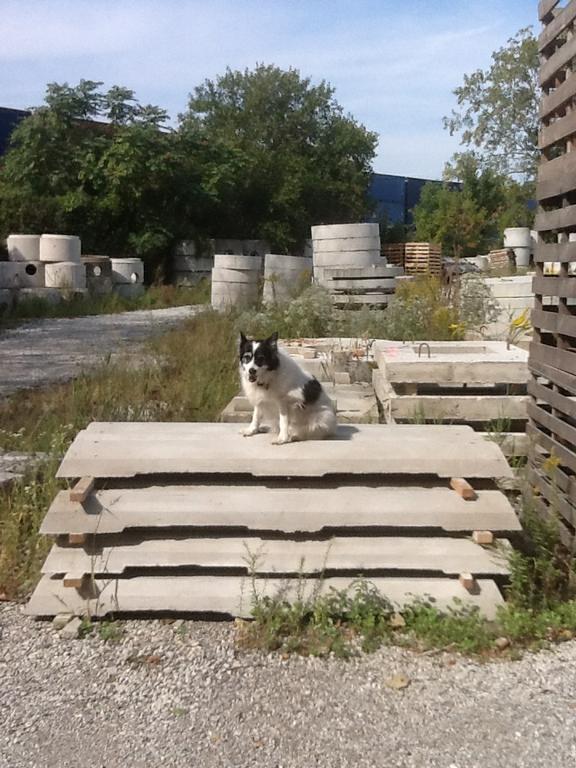 Parking Bumpers Taylor Protecting by All Fields of Concrete
